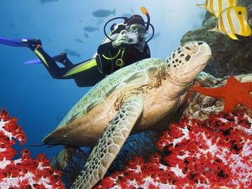 Scuba Diving Adventure with Lunch in Alanya, Türkiye