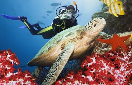 Scuba Diving Adventure in Alanya with Lunch & Hotel Transfer