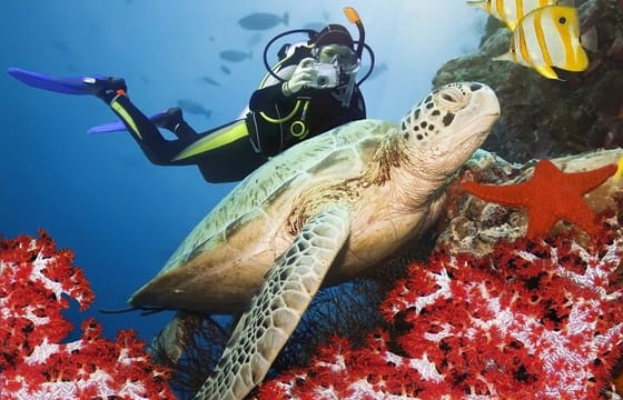 Scuba Diving Adventure in Alanya with Lunch & Hotel Transfer