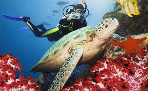 Scuba Diving Adventure with Lunch in Alanya, Türkiye