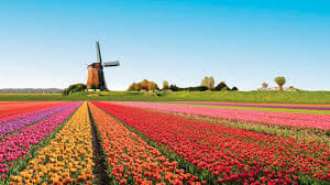 Visit the Kuekenhof gardens and its tulip fields with a car and private guide picked up at your hotel 8