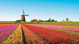 Visit the Kuekenhof gardens and its tulip fields with a car and private guide picked up at your hotel 8