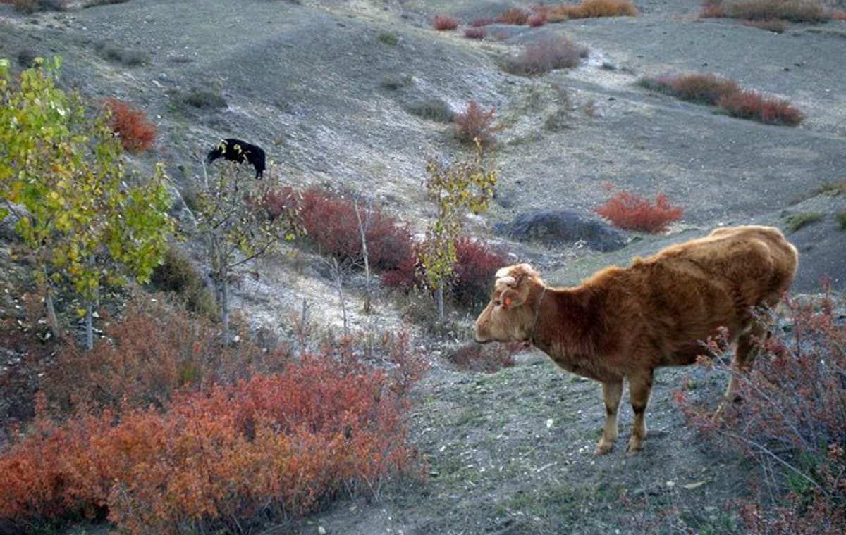 6-Day Family Trek to Panoramic Panchase