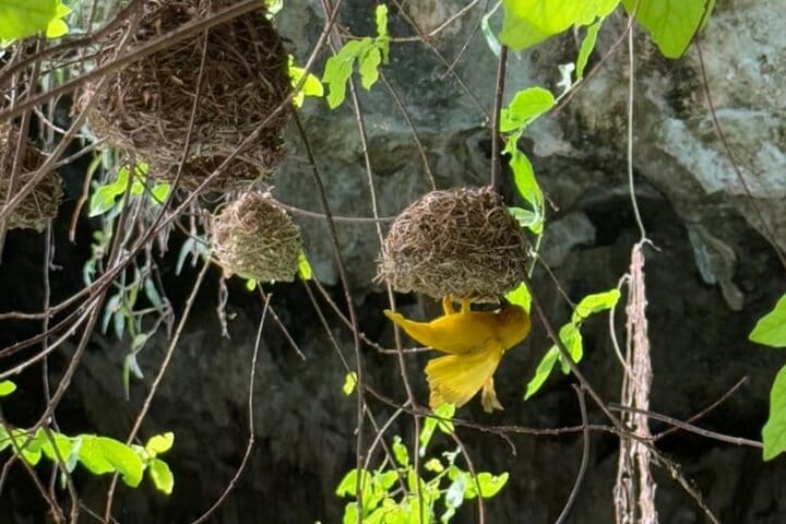 Swimming with Horses Experience on the Beach in Zanzibar