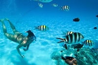 Mnemba Island Dolphins Watching and Snorkeling 6