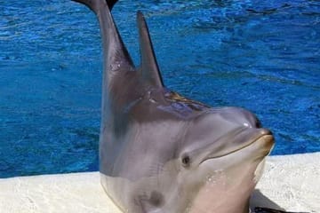 Dolphin Interaction Experience in Agadir, Morocco