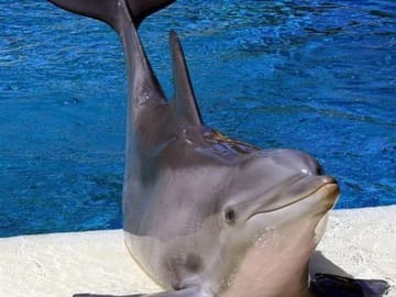 Dolphin World Tour in Agadir from Taghazoute