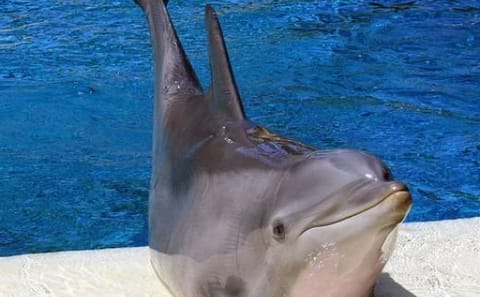 Dolphin World Tour in Agadir from Taghazoute
