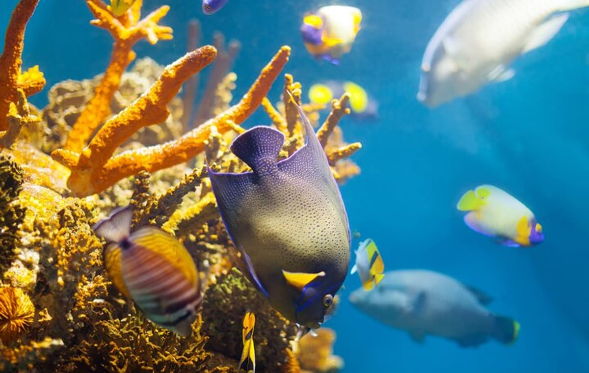 Hurghada :  Hula Hula Snorkeling Trip – Full Day ” Fall In Love “