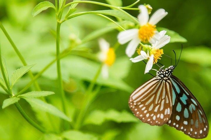 Full-day Cuc Phuong National Park Eco-adventure