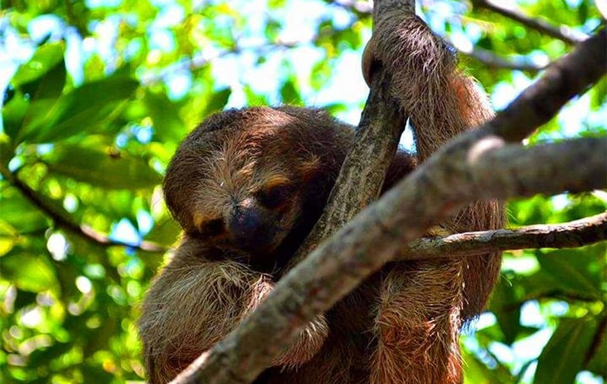 Roatan Sloths Encounters, City Tour and Transfer
