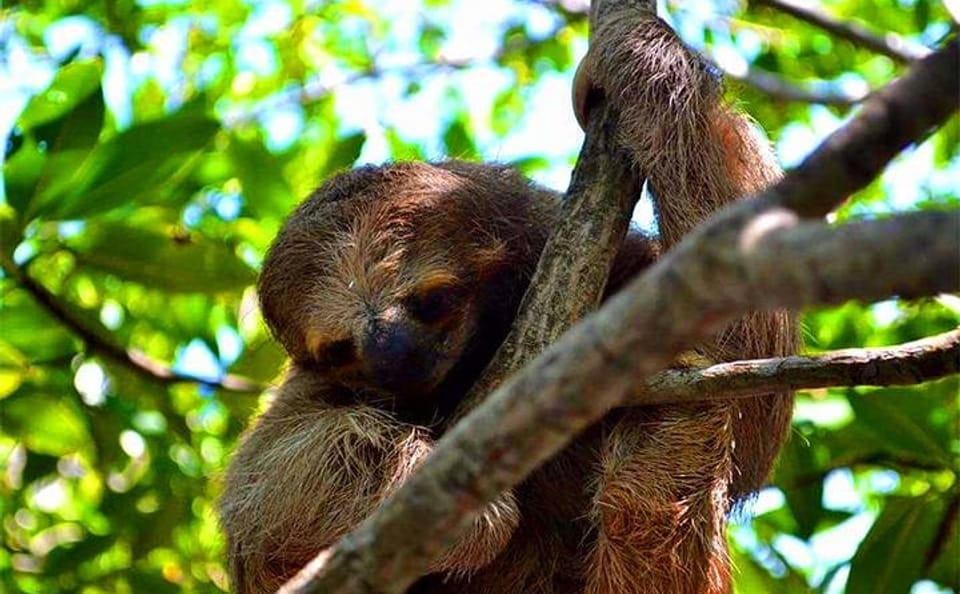 West End Sloth Encounter and City Tour in Roatan