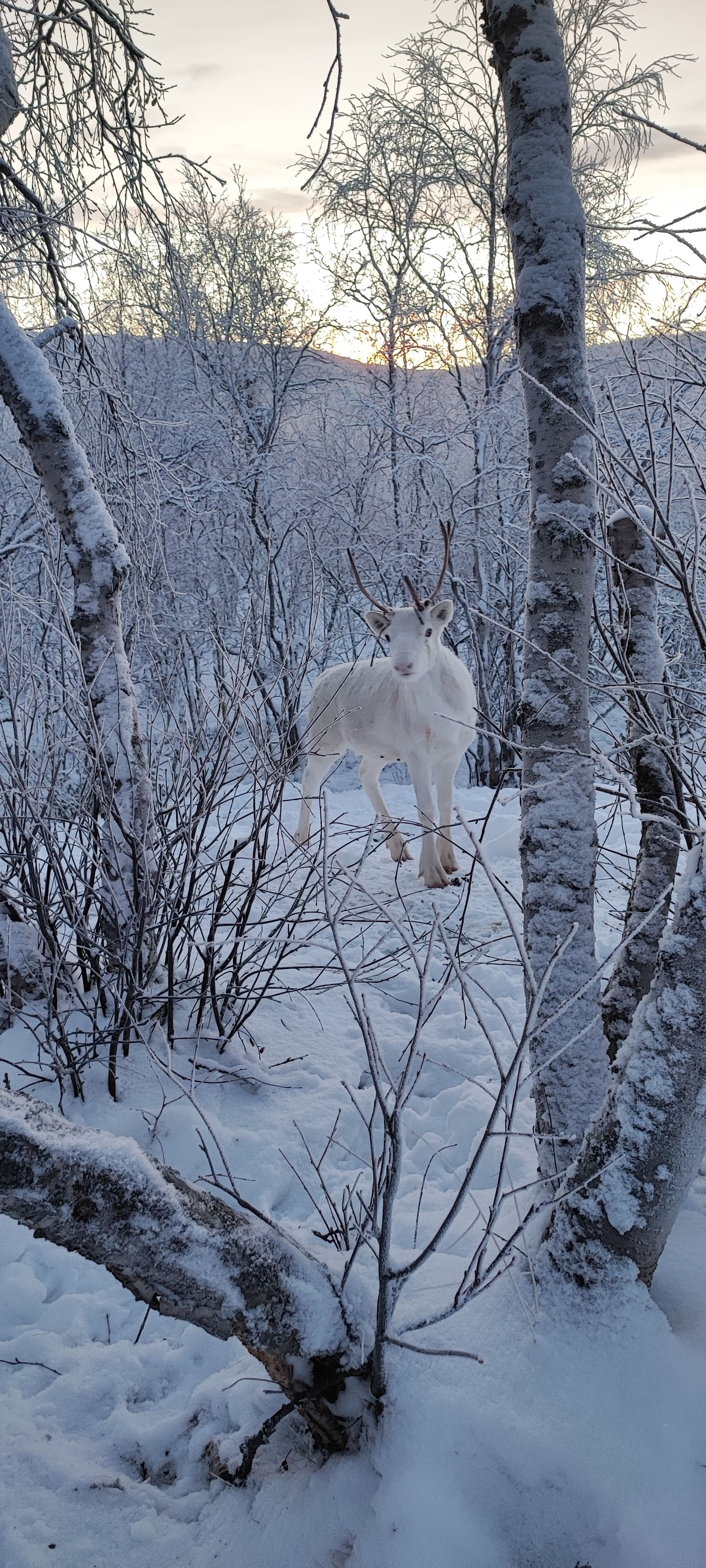 Reindeer living on home farm in Utsjoki
