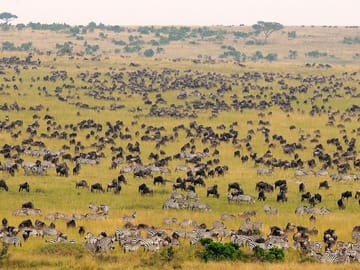 Maasai Mara Reserve