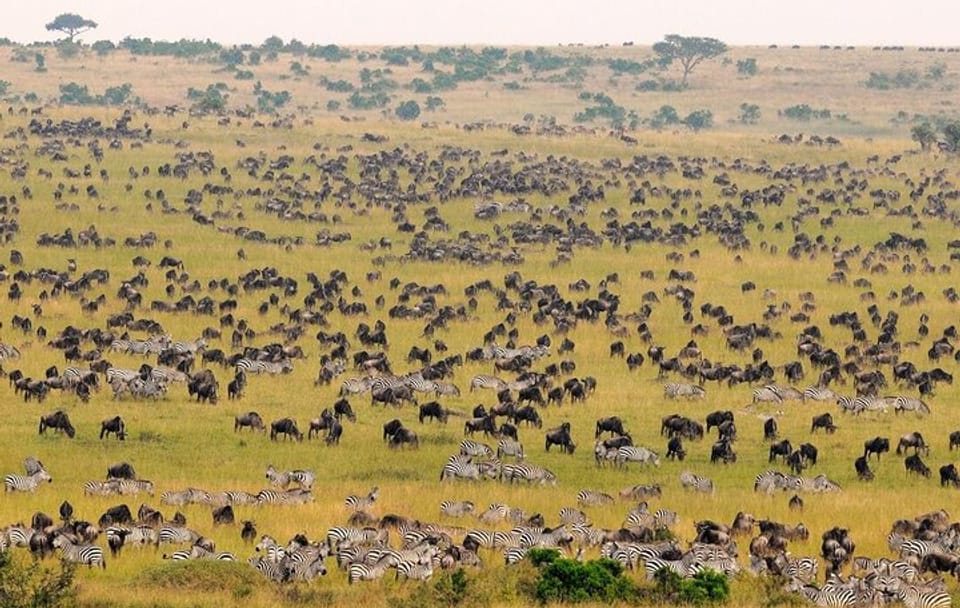 2-Day Safari Adventure in Maasai Mara from Nairobi