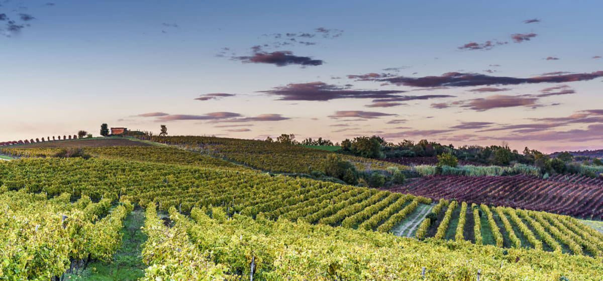 Private Symbols of Istria Tour – from Poreč and Rovinj