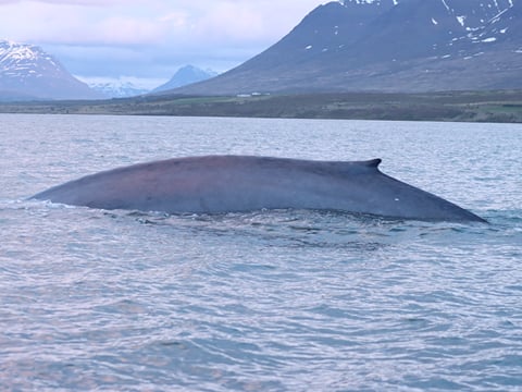 Midnight Sun Whale Watching, photo 15