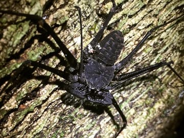 Tailless Whip Scorpion