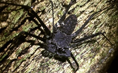 Manuel Antonio Jungle Night Tour with Hotel Pickup