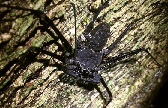 Manuel Antonio Jungle Night Tour with pick up included