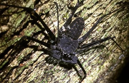 Manuel Antonio Jungle Night Tour with Hotel Pickup