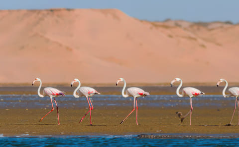 Agadir Jeep Safari and Sahara Desert Adventure with Lunch