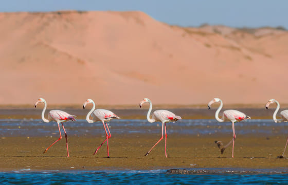 Agadir Jeep Safari & Sahara Adventure – Full-Day Tour with Tajine