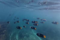 beatiful snorkeling