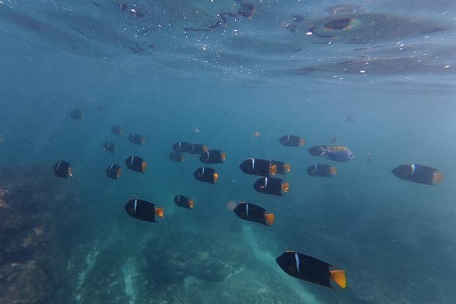 beatiful snorkeling