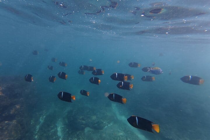 beatiful snorkeling