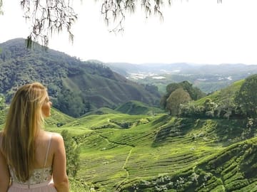 Cameron Highlands Mossy Forest Day Tour from Ipoh with Lunch