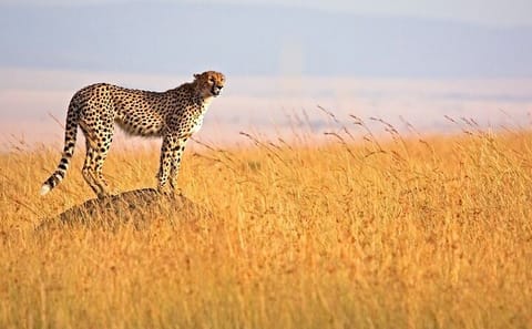 Discover Kenya Splendor: 4-Day Masai Mara & Nakuru Adventure Tour