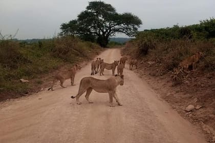 Nairobi National Park, Elephant Orphanage, Giraffe Center and Beads Center Tour