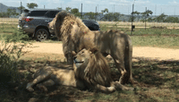 Cultura y Safari: Lesedi y Lion Park en un Solo Día - en Español 1