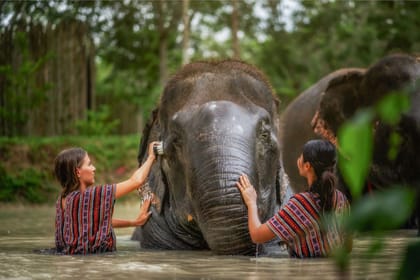 Phuket: Elephant Care Half Day Experience
