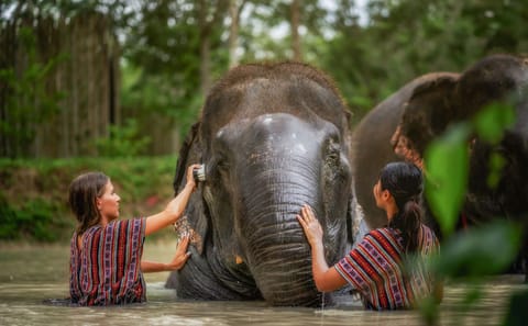 Half-Day Elephant Care Experience in Kathu, Phuket