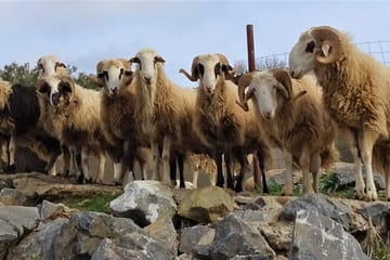 Private Tour-Knossos Palace Zeus Cave Olive Oil Mill & Wine