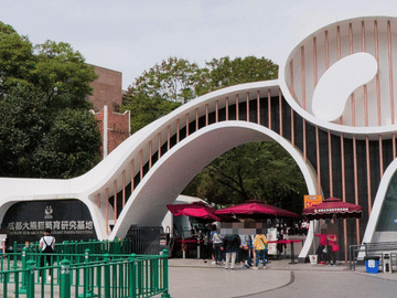 Chongqing to Chengdu High-Speed Rail Tour: One-Day Panda Base Excursion