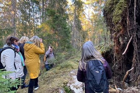 Wolf and Wildlife Safari Adventure in Sweden's Wilderness