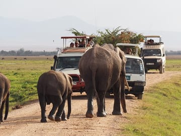 Day Tour of Amboseli National Park from Nairobi