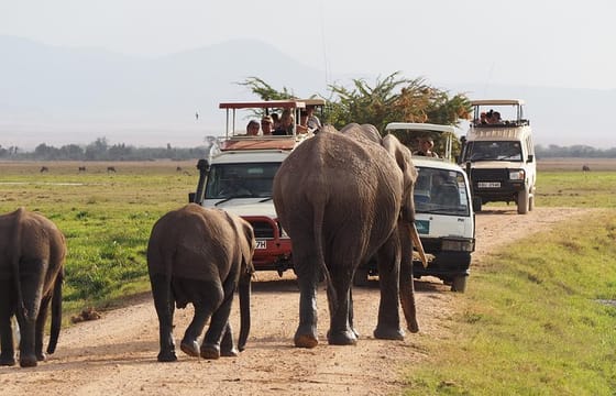 Day Tour To Amboseli National Park From Nairobi