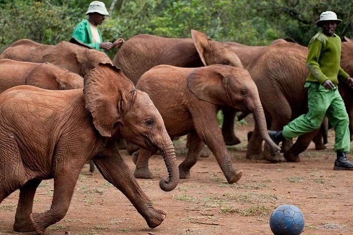 Private Guided Tour: Giraffe Center, Elephant Orphanage & Kazuri Beads