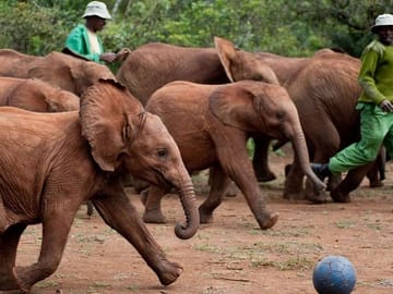 Private Full-Day Tour of Giraffe Center and Elephant Orphanage in Nairobi