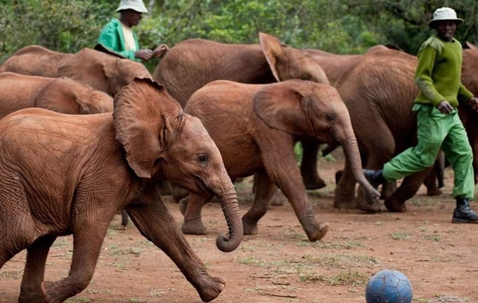 Private Full-Day Tour of Giraffe Center and Elephant Orphanage in Nairobi