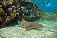 Cozumel Cruise Excursion: Private Speedboat for 8-12 10