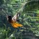Ubud Highlights Day Tour
