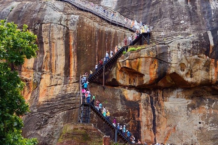 Tea Plucking & Tea Factory Tour