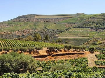Vineyards Douro Valley