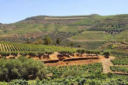 From Porto: Douro Valley: Wine Tour with Lunch Tastings & River Cruise