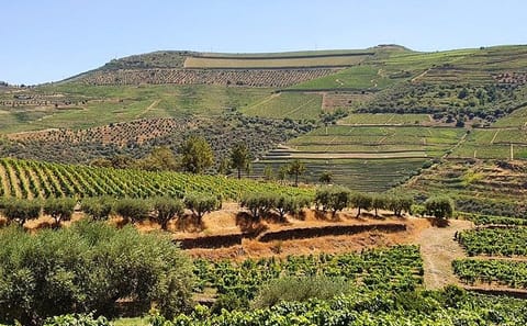 Douro Valley Wine Tour with Lunch and River Cruise from Porto